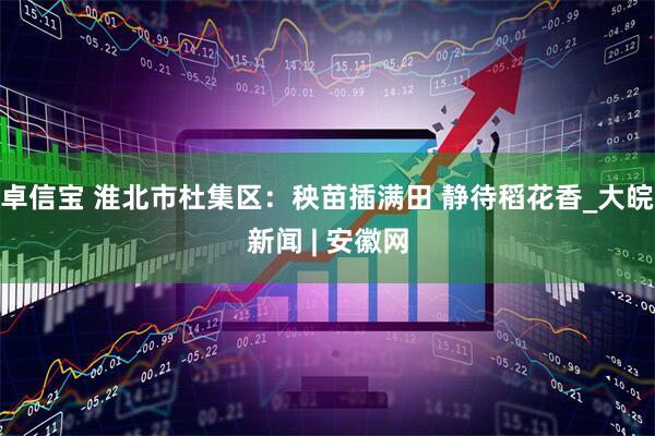 卓信宝 淮北市杜集区：秧苗插满田 静待稻花香_大皖新闻 | 安徽网