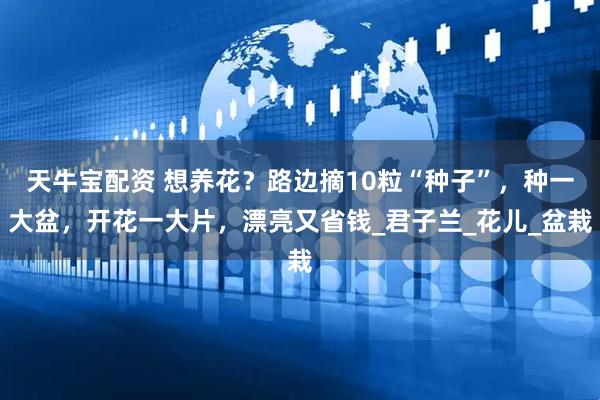 天牛宝配资 想养花？路边摘10粒“种子”，种一大盆，开花一大片，漂亮又省钱_君子兰_花儿_盆栽